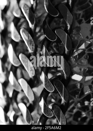 Cuban link silver chain on black background. Stock Photo