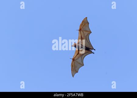 Black Fruit Bat - in flightPteropus alecto Kakadu National Park Northern Territory, Australia MA003106 Stock Photo