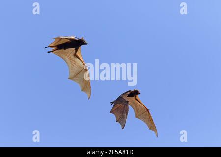 Black Fruit Bat - in flightPteropus alecto Kakadu National Park Northern Territory, Australia MA003108 Stock Photo