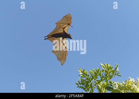 Black Fruit Bat - in flightPteropus alecto Kakadu National Park Northern Territory, Australia MA003115 Stock Photo