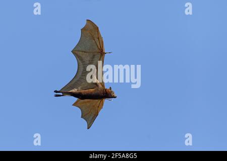 Black Fruit Bat - in flightPteropus alecto Kakadu National Park Northern Territory, Australia MA003129 Stock Photo