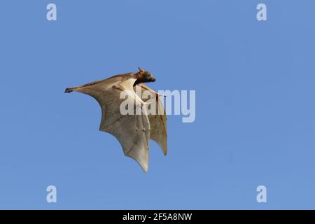 Black Fruit Bat - in flightPteropus alecto Kakadu National Park Northern Territory, Australia MA003135 Stock Photo