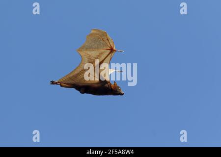 Black Fruit Bat - in flightPteropus alecto Kakadu National Park Northern Territory, Australia MA003137 Stock Photo