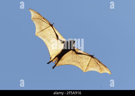 Black Fruit Bat - backlit in flightPteropus alecto Kakadu National Park Northern Territory, Australia MA003140 Stock Photo