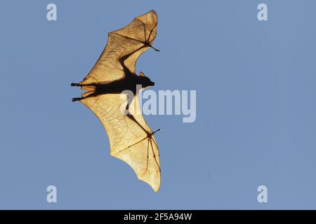 Black Fruit Bat - backlit in flightPteropus alecto Kakadu National Park Northern Territory, Australia MA003143 Stock Photo