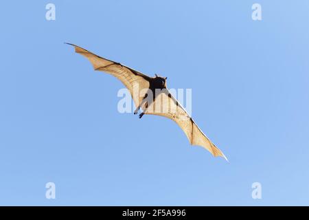 Black Fruit Bat - backlit in flightPteropus alecto Kakadu National Park Northern Territory, Australia MA003148 Stock Photo