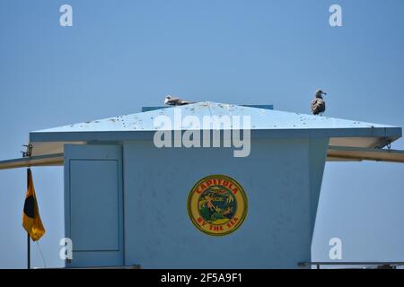 Seagulls on the top of a lifeguard watch tower in Capitola Beach, Santa Cruz, California USA. Stock Photo