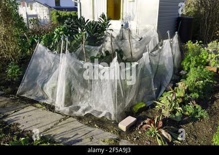 Temporary windbreak and pest protection around vegetable plants. It has partially collapsed during strong winds and needs repositioning. Stock Photo