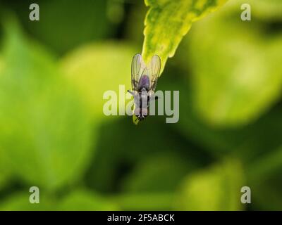 Blowfly, carrion fly, black fly sitting on a green grape leaf close up. Natural background. Stock Photo
