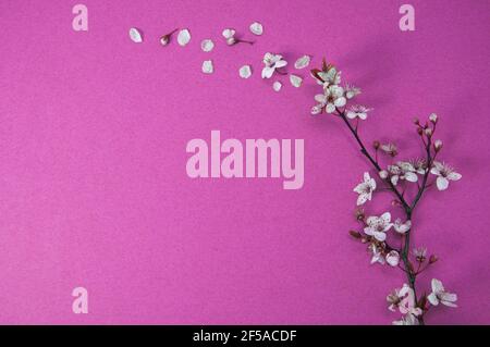 Creative blossom tree branch with petals and buds flying on wind, purple background, spring concept with copy space, flat lay, top view Stock Photo