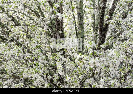 Blossoming Bradford pear tree (Pyrus calleryana) announces the arrival of spring in Atlanta, Georgia. (USA) Stock Photo