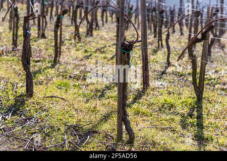 Hiking trails on the Ahr near Mayschoss, Germany Stock Photo