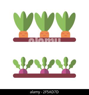 Vegetable garden. Carrots, radishes, beets. Vector illustration isolated on white background. Stock Vector