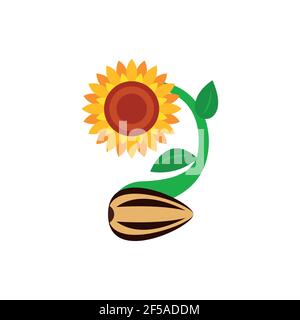 Sunflower with green leaves in flat style isolated on white background. Vector Illustration. Stock Vector