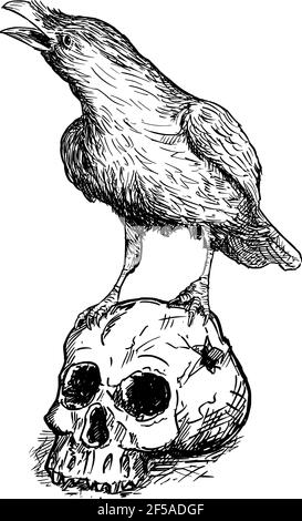 Black Common Raven Bird Standing on Human Skull. Vector Drawing or Illustration Stock Vector