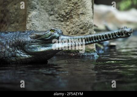 The crocodile gavial indian (Gavialis gangeticus) in reptile pavilion in the Prague Zoo Stock Photo