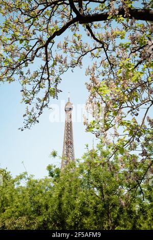 Eiffel tower seen through branches Stock Photo