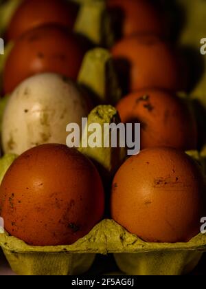 The chicken eggs in the panel are placed on a brown wooden background. Stock Photo