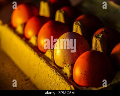 The chicken eggs in the panel are placed on a brown wooden background. Stock Photo