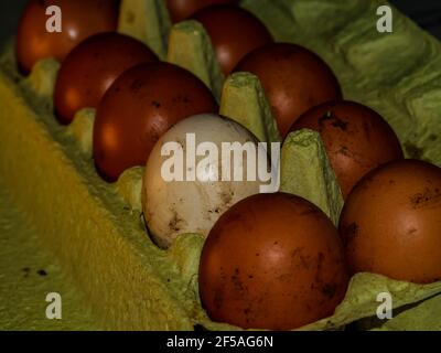 The chicken eggs in the panel are placed on a brown wooden background. Stock Photo