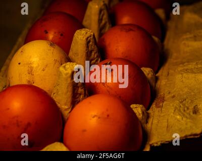 The chicken eggs in the panel are placed on a brown wooden background. Stock Photo