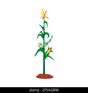 Corn, flat icon, organic logo, vector agriculture corncob farm Stock Vector