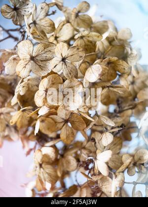 Withered hydrangea flowers closeup over blue blurred background. Macro photo of dried Hortensia flowers. Stock Photo