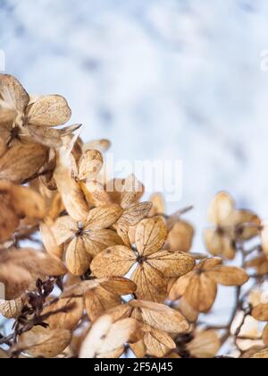 Withered hydrangea flowers closeup over blue blurred background. Macro photo of dried Hortensia flowers. Stock Photo