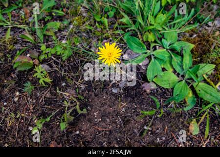 Green field with yellow dandelions. Closeup of yellow spring flowers on the ground Stock Photo