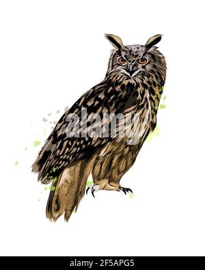 Long-eared Owl, Eagle owl from a splash of watercolor, colored drawing, realistic. Vector illustration of paints Stock Vector