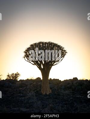 Quivertree infront of the rising sun in Namibia Stock Photo
