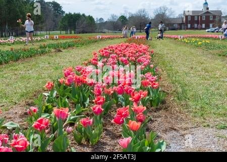 Montevallo, Alabama/USA-March 12: Tourists enjoy the Festival of Tulips at American Village on a warm spring afternoon in Montevallo. Stock Photo