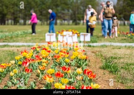 Montevallo, Alabama/USA-March 12: Bright colorful tulips in the foreground with visitors of the Festival of Tulips out-of-focus in the background at t Stock Photo