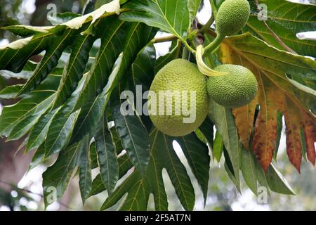 mata de sao joao, bahia / brazil - november 4, 2020: Artocarpus altilis also known as bread fruit is seen in the city of Mata de Sao Joao. *** Local C Stock Photo