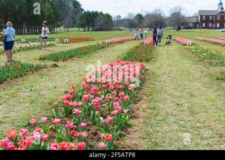 Montevallo, Alabama/USA-March 12: Tourists enjoy the Festival of Tulips at American Village on a warm spring afternoon. Stock Photo