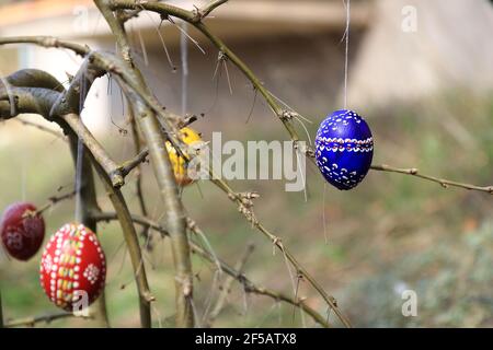 painted and colored easter eggs hanging on twigs Stock Photo