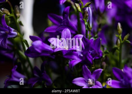 'Ithuriel's Spear' flower (or Common Triteleia, Grassnut, Triplet Lily) in St. Gallen, Switzerland. Its Latin name is Triteleia Laxa (Syn Brodiaea Lax Stock Photo