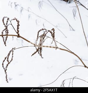 White snow texture. Snowy background for a winter scene. Stock Photo