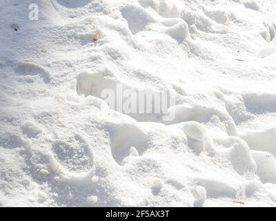White snow texture. Snowy background for a winter scene. Stock Photo