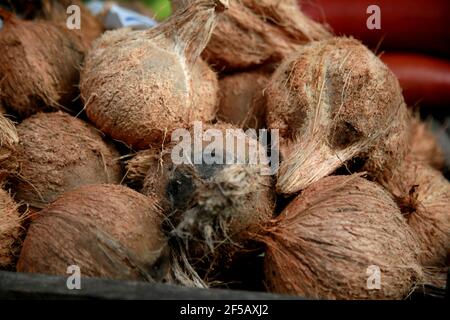 mata de sao joao, bahia / brazil - october 18, 2020: dried coconuts are seen for sale at a fair in the city of Mata de Sao Joao. *** Local Caption *** Stock Photo