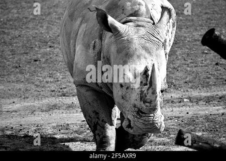 Grayscale shot of a giant Rhinoceros walking on the ground in the park Stock Photo