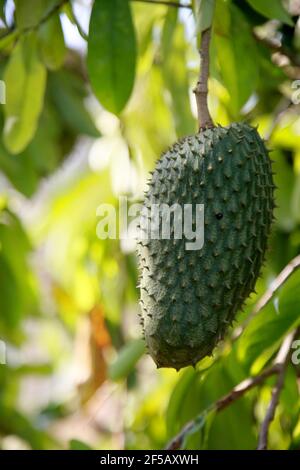 soursop plantation in the countryside in the rural area of Mata de Sao Joao (mata de sao joao, bahia / brazil - october 11, 2020). Stock Photo