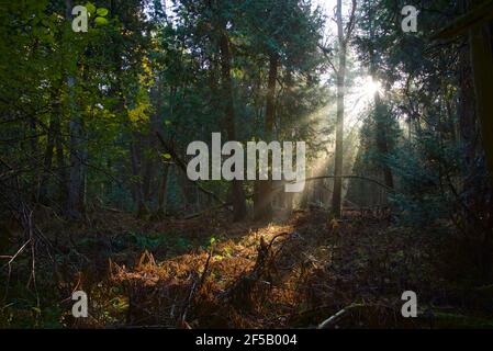 Light beam shines through the forest in the National Park Stock Photo