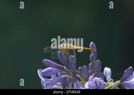 Common Darter Dragonfly - female on Agapanthus Flower Sympetrum striolatum Essex, UK IN001199 Stock Photo