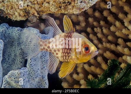 Sphaeramia is a genus of the Apogonidae (cardinalfishes). They are marine fish that live in shallow tropical reefs in the Indian and Pacific Oceans Stock Photo