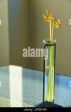 Two dried yellow daffodil flowers in a test tube vase Stock Photo