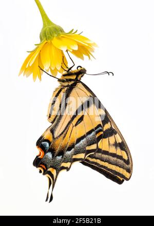 A Western Tiger Swallowtail (Papilio rutulus) hanging from a yellow flower - side view - on a plain white background
