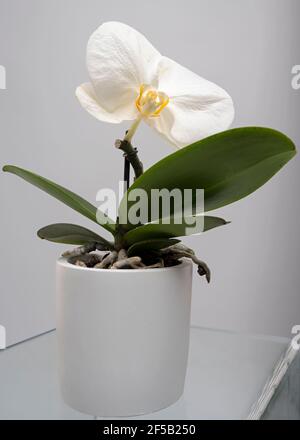 Potted large phalaenopsis orchid on transparent glass surface Stock Photo