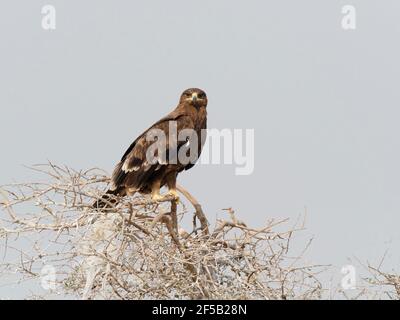 Steppe Eagle  taking off Aquila nipalensis Rajasthan, India BI031884 Stock Photo