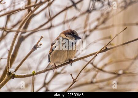 Sparrow bird sitting on tree branch. The lone sparrow sits on a branch in the blue nature and looks at the space. Stock Photo